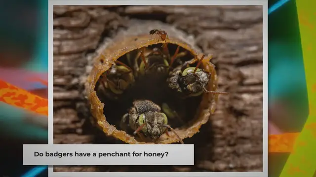 Video thumbnail for Do Badgers Eat Honey? | Unveiling the Truth