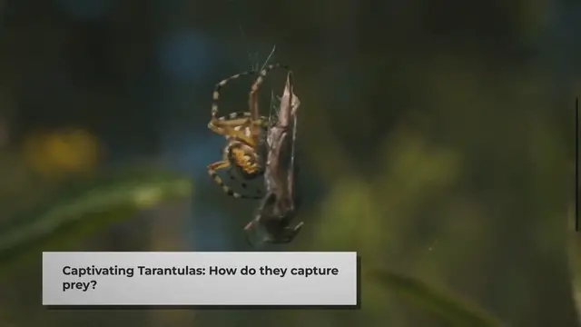 Video thumbnail for How Do Tarantulas Catch Their Prey?