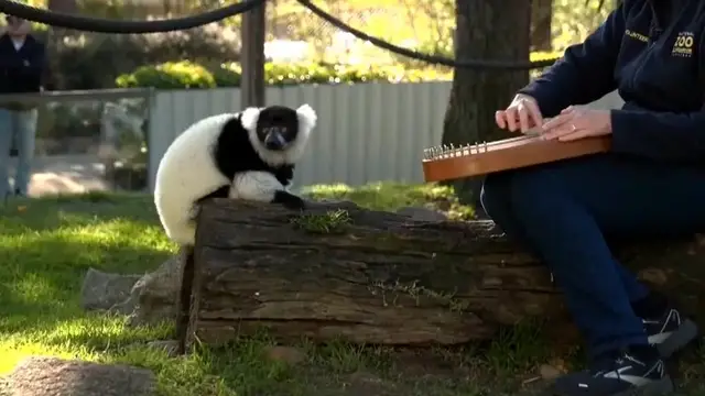 Video thumbnail for Canberra's zoo treats its residents to personnalised musical therapy