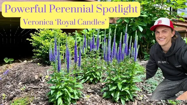 Video thumbnail for Veronica 'Royal Candles' Speedwell - Power Perennial - Plant Spotlight