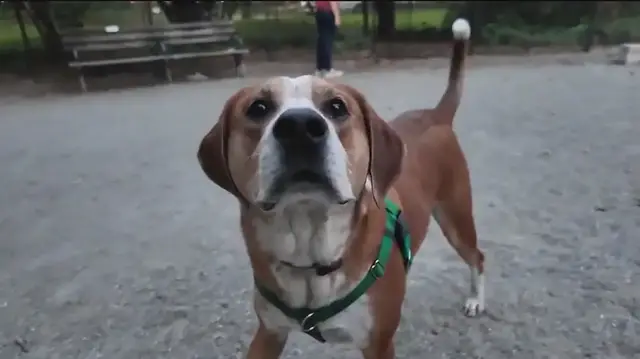 'Video thumbnail for What are NYC's best dog neighborhoods?'