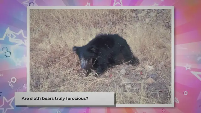 Video thumbnail for Are Sloth Bears Dangerous? Exploring the Myth and Reality