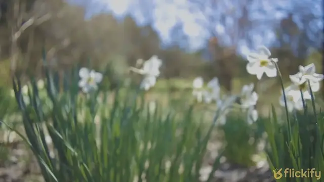 'Video thumbnail for What Eats Daffodil Flowers? – All Of the Main Culprits!'