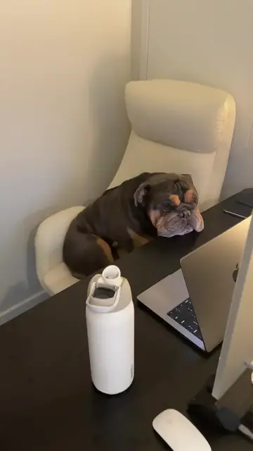 Video thumbnail for Bulldog Coworker Takes Over the Video Meeting Chair