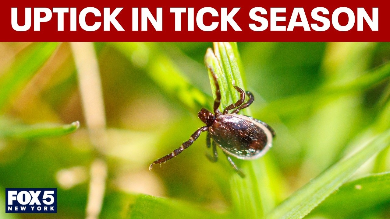 Video thumbnail for Uptick in tick season