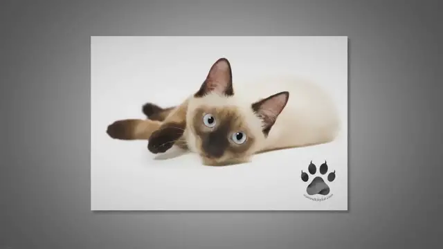Video thumbnail for Are Siamese Cats Naturally Skinny?