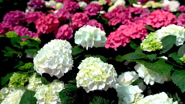 Video thumbnail for Best Hydrangea Varieties for Your Garden