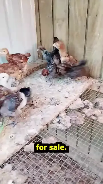 Video thumbnail for 3 Wk Old Chicks For Sale Sept 14, 26 #Shorts