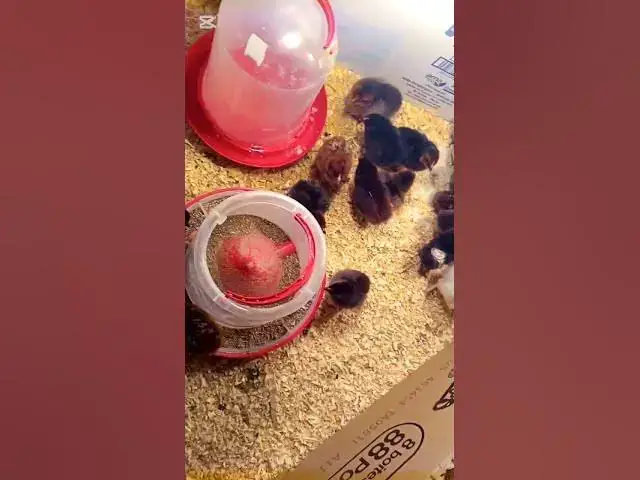 'Video thumbnail for اليوم الأول للكتاكيت في الحظانة (الحاظنة) ـ الصيصان اليوم الأول بعد الفقس'