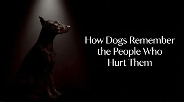 Video thumbnail for How Dogs Remember the People Who Hurt Them