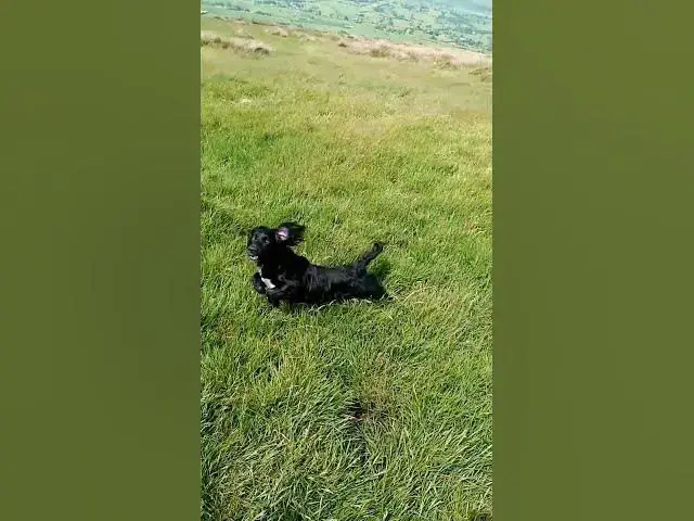 'Video thumbnail for Feather Print Dummy Retrieve by Cocker Spaniel #gundog #dogtraining #goygar'