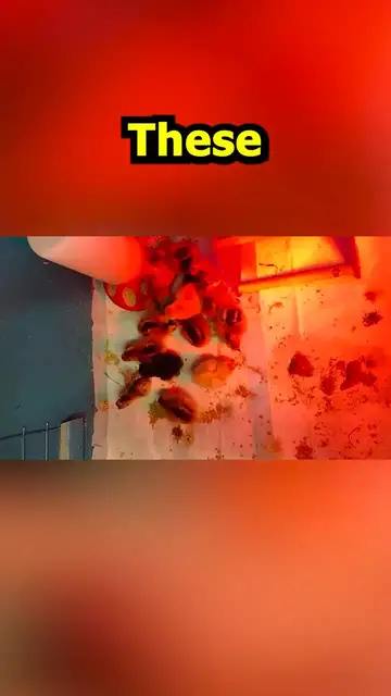 Video thumbnail for Newly Hatched Chicks Sept 22, 2022 #Shorts
