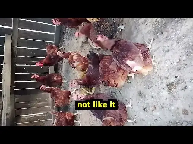 Video thumbnail for Heritage Rhode Island Reds and Lesson on Molting Sept 14, 26