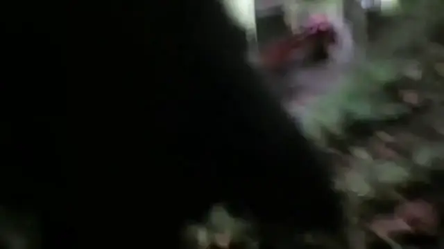 Video thumbnail for India: Sloth bear captured in buffer zone as officials carried out safe release deep inside dense forest.