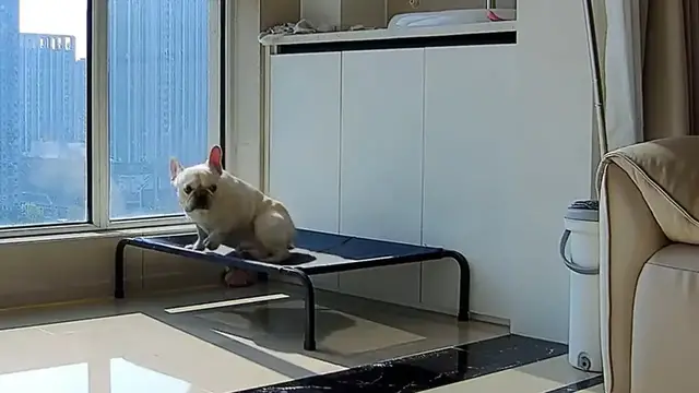 Video thumbnail for Dog Tap Dances on Sunlit Furniture in Shandong