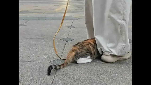 Video thumbnail for Shy Cat Hides Under Owner’s Pants During Walk in Zhejiang