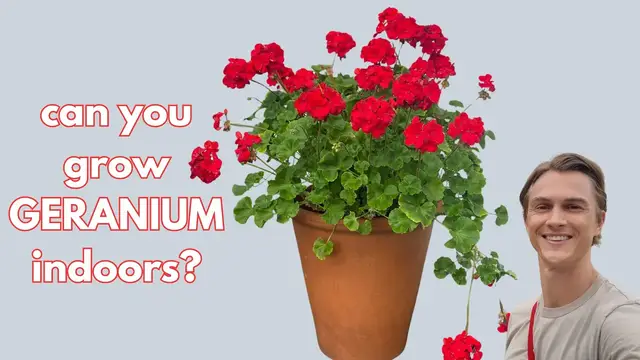 Video thumbnail for GERANIUM: How to Overwinter, Grow as a Houseplant, & Propagate (Pelargonium)