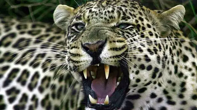 Video thumbnail for Leopards return to South Africa’s West Coast after 170 years