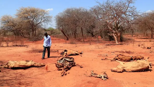 Video thumbnail for Kenya declares emergency as drought devastates Mandera County