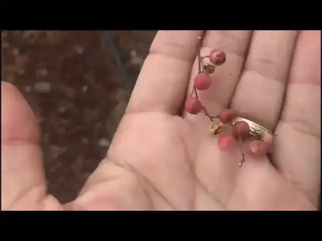 Video thumbnail for California Peruvian Pepper Tree