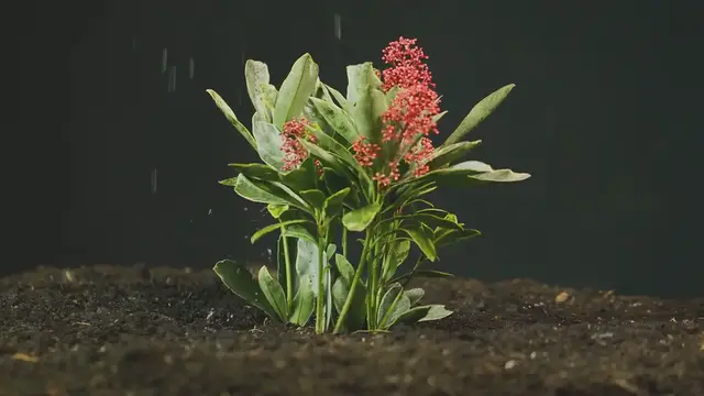 Video thumbnail for How To Plant Camellia Sasanqua