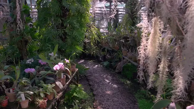 Video thumbnail for How to Propagate Indoor Plants