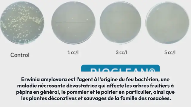 Video thumbnail for Le feu bactérien