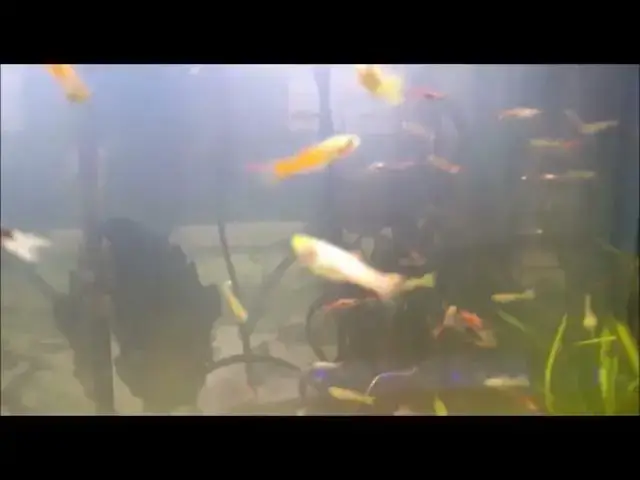 Video thumbnail for Aquarium fish and marine plants