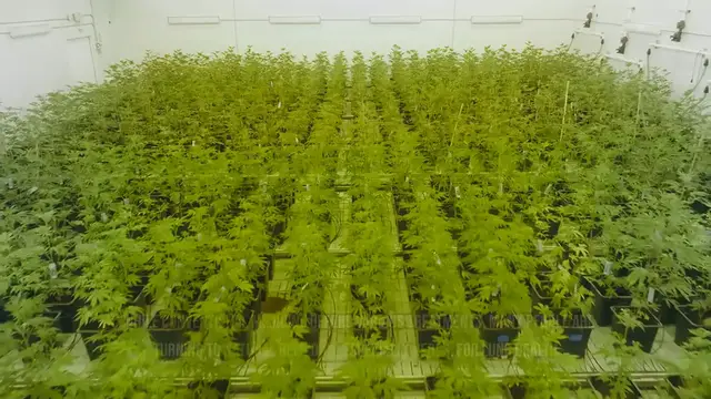 Video thumbnail for Herbs for Stronger Lungs