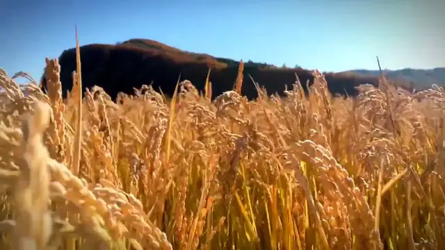 Video thumbnail for Foods to Prevent Heart Attacks