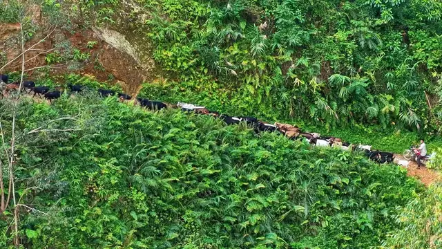 Video thumbnail for China: High-altitude Goat Breeding Base.