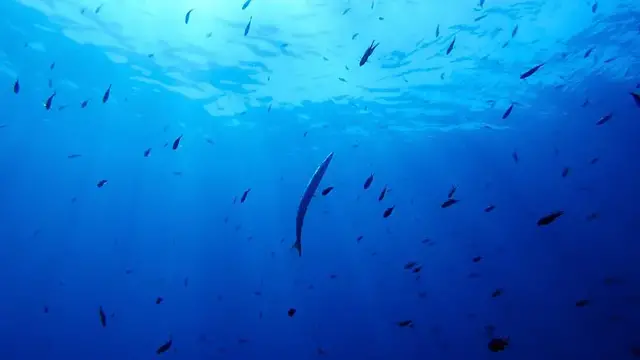'Video thumbnail for Nations ratify world's first treaty to protect international waters'
