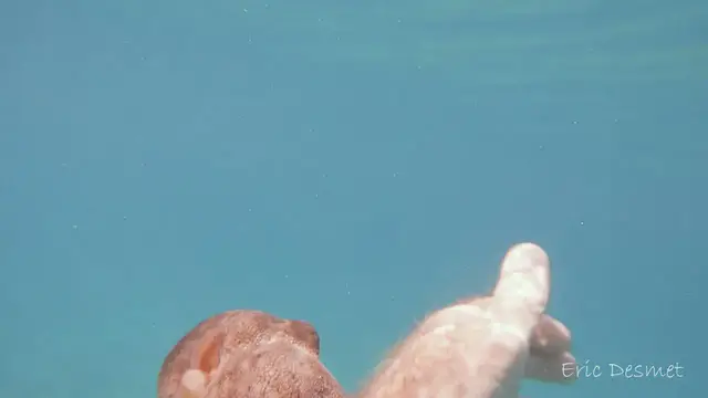 Video thumbnail for Octopus Greets And Swims With Diver