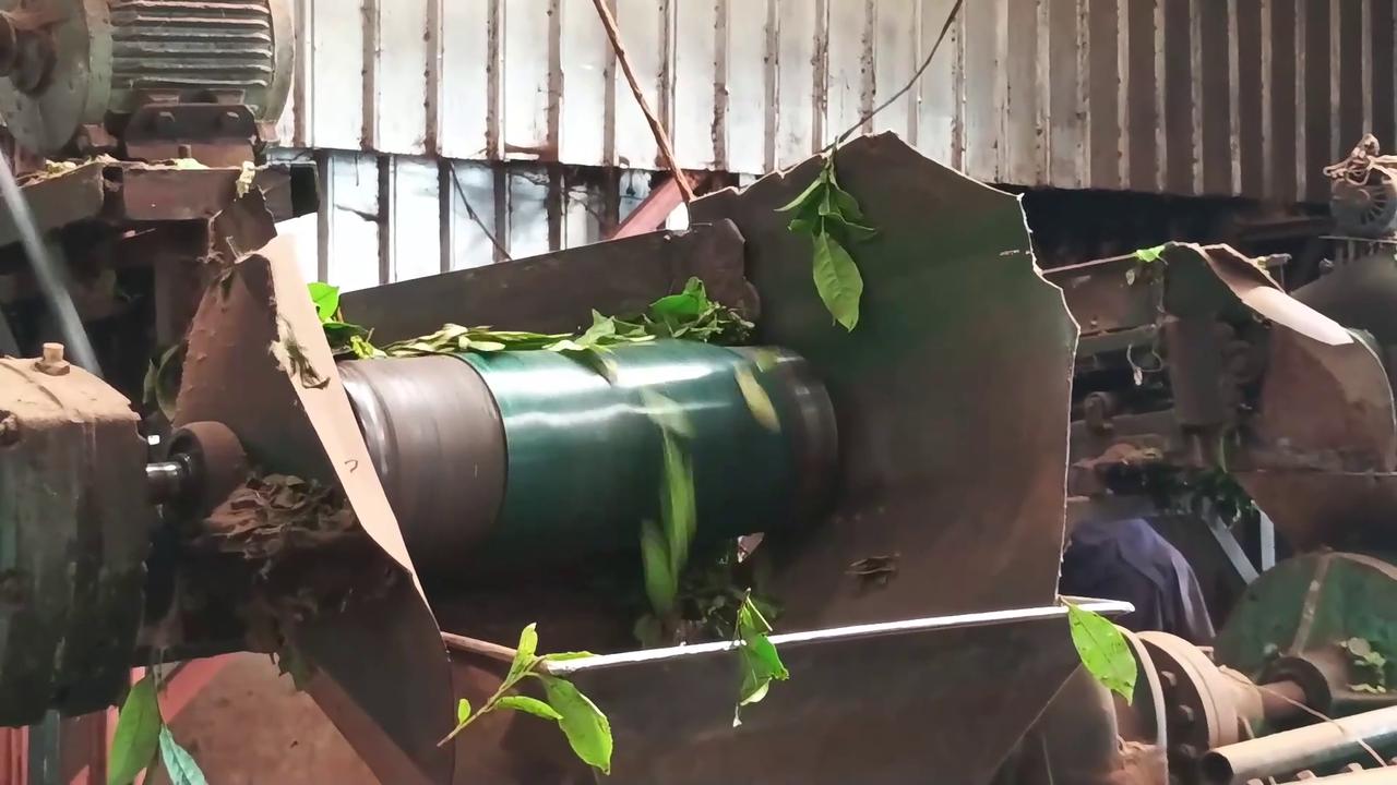 Video thumbnail for Cameroon: Tea harvest thrives at Djuttitsa plantation in West Region.