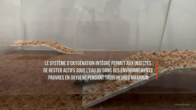 Video thumbnail for Des cafards «cyborgs» amphibie pour chercher des survivants après une catastrophe.