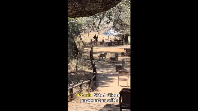 Video thumbnail for Leopard Jumps Off Fence Near Visitors at Kruger's Nkuhlu Picnic Site