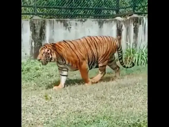 Video thumbnail for @# bengal tiger..@# Big cat ...@# sri lankan  safari# බලන්නකො ගැම්ම එයාගෙ..🐅🐅🐅