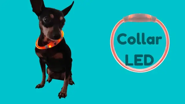 Video thumbnail for MINI PINSCHER 🐕 con collar de luz LED