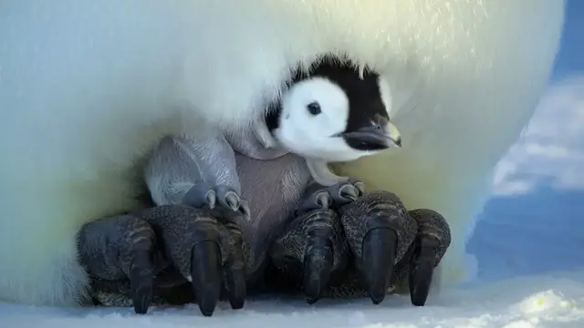 'Video thumbnail for Secrets of the Penguins - Official Trailer'