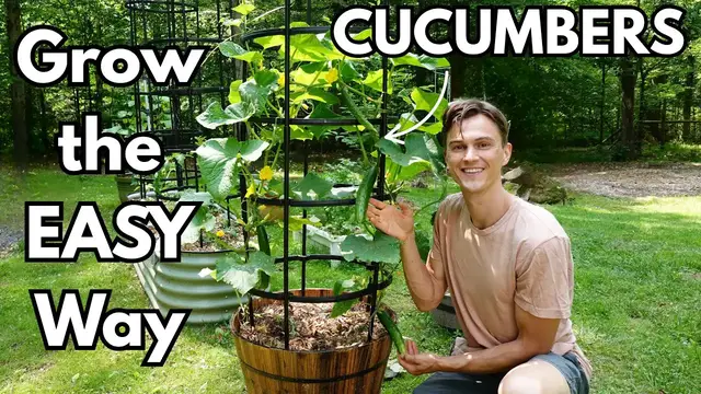 Video thumbnail for CUCUMBERS - How to Grow in Containers for Maximum Yield - Easy