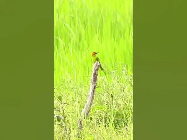 'Video thumbnail for The best bird at field #dovebird #smallbird #birds #bird #shortdove #nestdove #babiesdove'