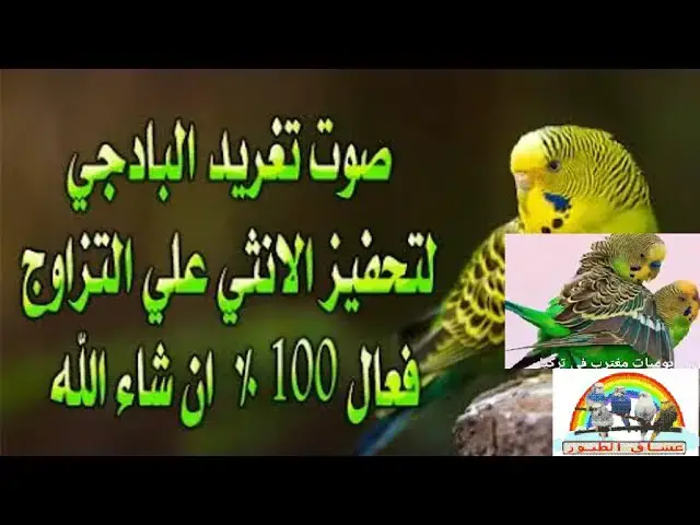'Video thumbnail for تغريد طيور الحب طيور البادجي للتزاوج 100% فعال انشاء الله'