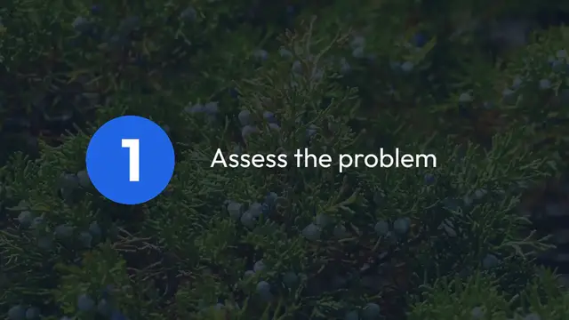 Video thumbnail for Revive a Dying Juniper