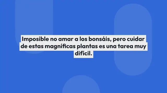 Video thumbnail for Ficus Bonsai en casa, ama este lugar: si lo dejas aquí vivirá para siempre