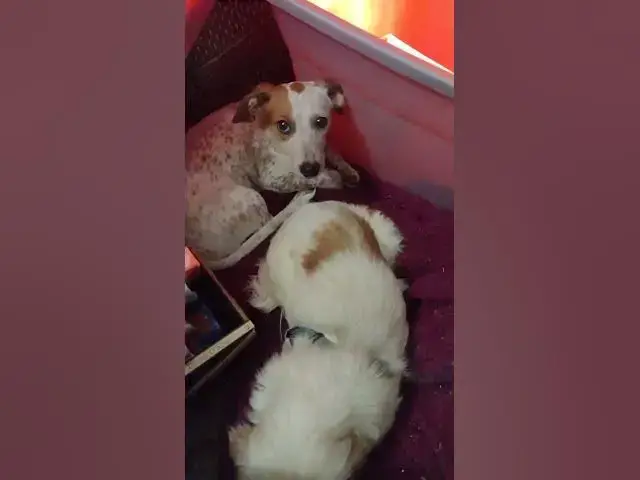 Video thumbnail for The Girls Taking A Nap #Shorts