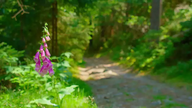 Video thumbnail for How To Grow Foxgloves