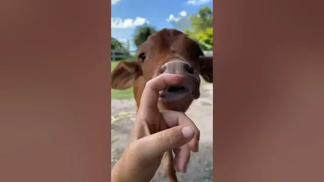 Video thumbnail for Animal Lover - Amazing!! Animal Saves Another Animal | Animal