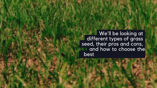 Video thumbnail for What's the best grass seed for New Jersey lawns 🤔