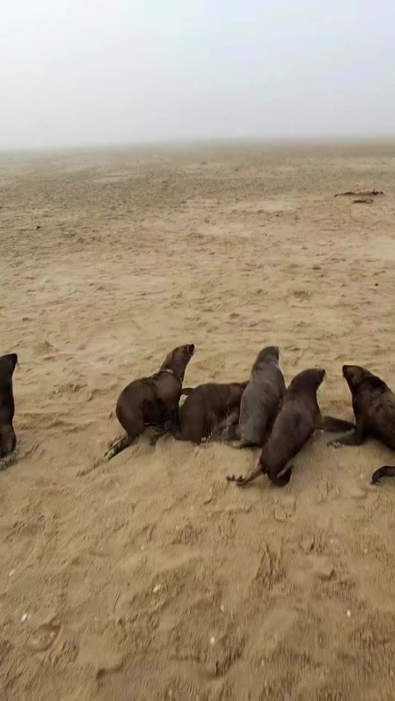 Video thumbnail for Freeing a Cape Fur Seal Pup from Ghost Fishing Line