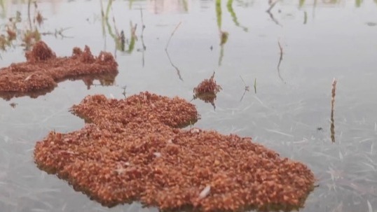 Video thumbnail for A Closer Look at Fire Ant Rafts Surviving Floodwaters